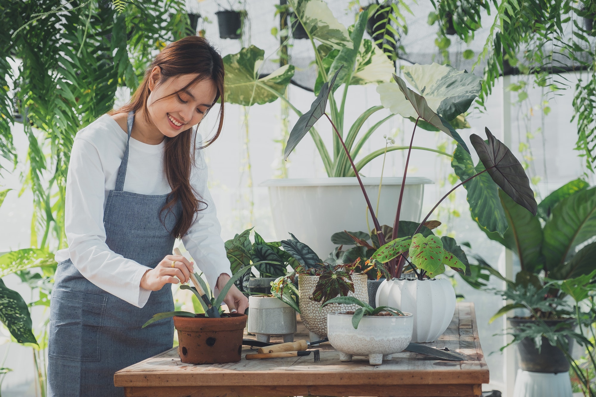 Home gardening, love of plants and care. Small business.